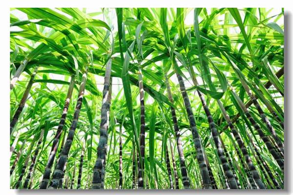 燃?xì)饽K鍋爐的價(jià)錢和圖片是怎樣的？