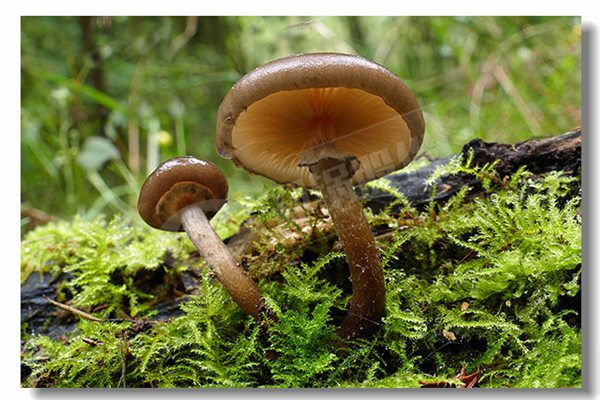 2噸天燃?xì)鉄崴仩t廠商哪家性價(jià)比高？