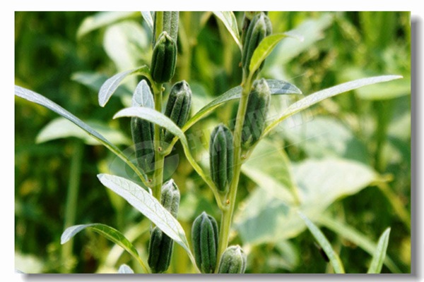 鍋爐發(fā)出喀噠聲，但不會(huì)產(chǎn)生39噸火